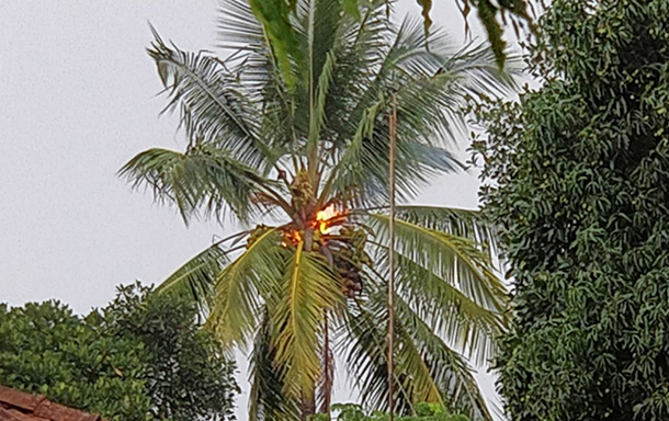 ಚಿಕ್ಕಮಗಳೂರು: ಸಿಡಿಲು ಬಡಿದು ತೆಂಗಿನ ಮರಕ್ಕೆ ಬೆಂಕಿ